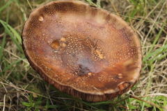 Amanita brunneolocularis