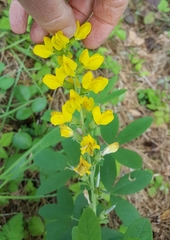 Thermopsis gracilis
