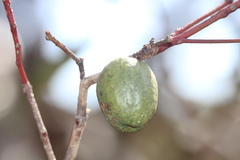 Apiomorpha ovicoloides
