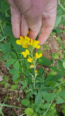 Thermopsis gracilis