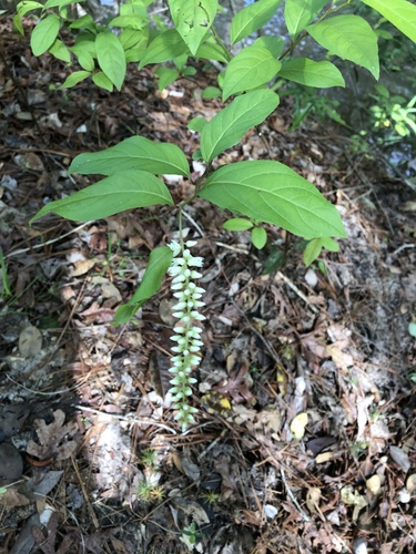 Itea virginica
