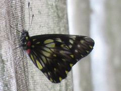 Catasticta nimbice