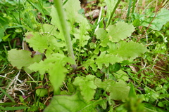 Youngia thunbergiana