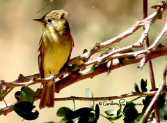 Empidonax occidentalis