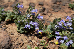 Scutellaria tuberosa