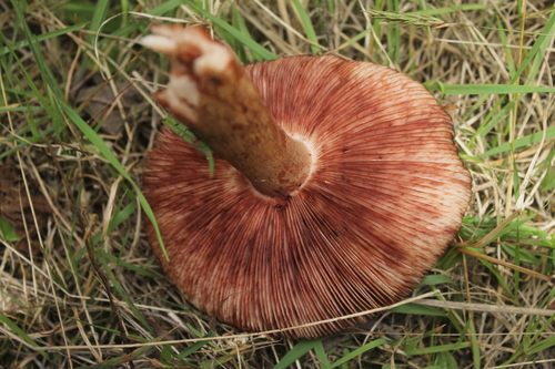 Mesoamerican Dark Volva Blusher