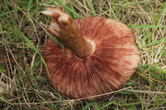 Amanita brunneolocularis