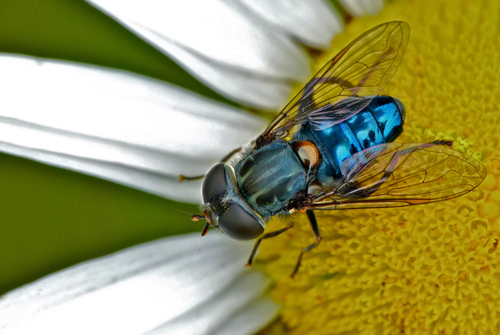 Helophilus hochstetteri Nowicki, 1875