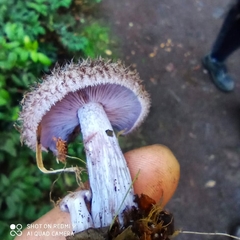 Lepista fibrosissima