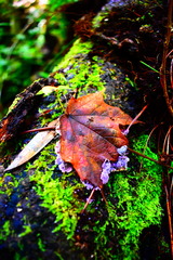 Acer binzayedii