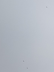 Leucophaeus pipixcan