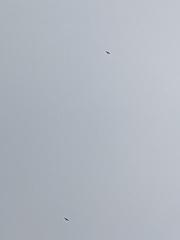 Leucophaeus pipixcan