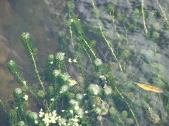 Lagarosiphon major