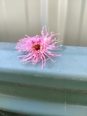 Trichoglossus moluccanus moluccanus