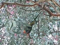 Trichoglossus moluccanus moluccanus