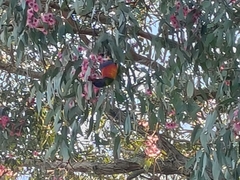 Trichoglossus moluccanus moluccanus