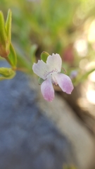 Collinsia sparsiflora collina