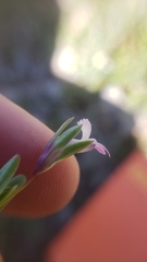 Collinsia sparsiflora collina