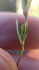 Collinsia sparsiflora collina