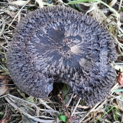 Lepista fibrosissima