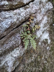 Asplenium bradleyi