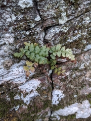Asplenium bradleyi