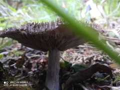 Lepista fibrosissima