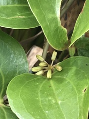 Smilax melastomifolia