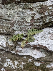 Asplenium bradleyi