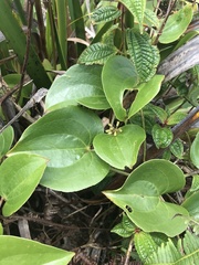 Smilax melastomifolia