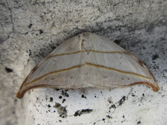 Nordstromia japonica