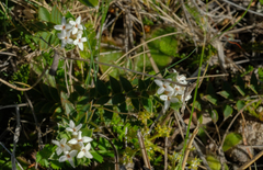 Pimelea pseudolyallii