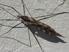 Tipula coquilletti