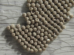 Calliteara pseudabietis