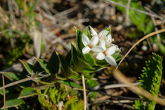 Pimelea pseudolyallii