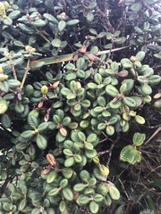 Metrosideros rugosa