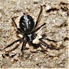 Steatoda albomaculata