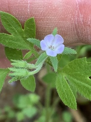 Phacelia covillei