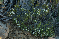 Pimelea traversii traversii