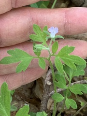 Phacelia covillei