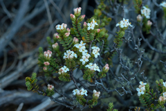 Pimelea traversii traversii