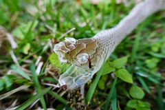Coluber constrictor