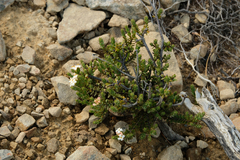 Pimelea traversii traversii