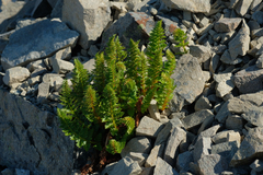 Polystichum cystostegium