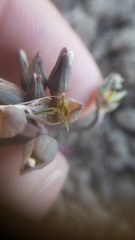 Claytonia crawfordii