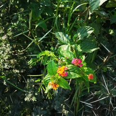 Lantana camara