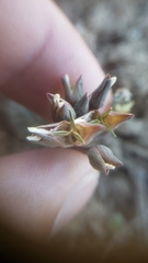 Claytonia crawfordii
