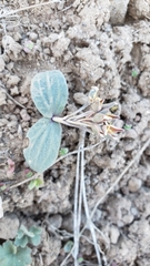 Claytonia crawfordii