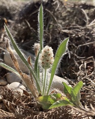 Plantago helleri