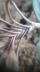 Claytonia crawfordii